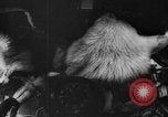Image of Soviet space dogs Strelka and Belka Russia Soviet Union, 1961, second 23 stock footage video 65675055788