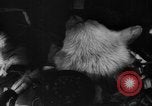 Image of Soviet space dogs Strelka and Belka Russia Soviet Union, 1961, second 24 stock footage video 65675055788