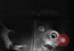 Image of Soviet space dogs Strelka and Belka Russia Soviet Union, 1961, second 25 stock footage video 65675055788