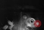 Image of Soviet space dogs Strelka and Belka Russia Soviet Union, 1961, second 26 stock footage video 65675055788