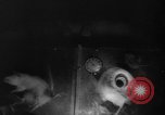 Image of Soviet space dogs Strelka and Belka Russia Soviet Union, 1961, second 27 stock footage video 65675055788