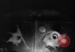 Image of Soviet space dogs Strelka and Belka Russia Soviet Union, 1961, second 28 stock footage video 65675055788