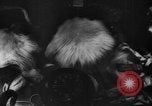 Image of Soviet space dogs Strelka and Belka Russia Soviet Union, 1961, second 29 stock footage video 65675055788