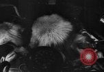 Image of Soviet space dogs Strelka and Belka Russia Soviet Union, 1961, second 30 stock footage video 65675055788