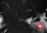 Image of Soviet space dogs Strelka and Belka Russia Soviet Union, 1961, second 31 stock footage video 65675055788