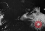 Image of Soviet space dogs Strelka and Belka Russia Soviet Union, 1961, second 32 stock footage video 65675055788