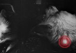 Image of Soviet space dogs Strelka and Belka Russia Soviet Union, 1961, second 33 stock footage video 65675055788
