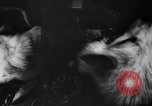 Image of Soviet space dogs Strelka and Belka Russia Soviet Union, 1961, second 34 stock footage video 65675055788