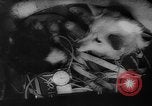 Image of Soviet space dogs Strelka and Belka Russia Soviet Union, 1961, second 35 stock footage video 65675055788