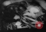 Image of Soviet space dogs Strelka and Belka Russia Soviet Union, 1961, second 37 stock footage video 65675055788