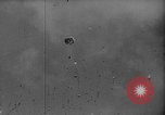 Image of Soviet space dogs Strelka and Belka Russia Soviet Union, 1961, second 40 stock footage video 65675055788