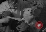 Image of Soviet space dogs Strelka and Belka Russia Soviet Union, 1961, second 51 stock footage video 65675055788