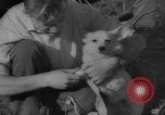 Image of Soviet space dogs Strelka and Belka Russia Soviet Union, 1961, second 52 stock footage video 65675055788