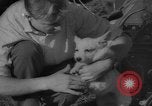 Image of Soviet space dogs Strelka and Belka Russia Soviet Union, 1961, second 53 stock footage video 65675055788