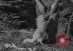 Image of Soviet space dogs Strelka and Belka Russia Soviet Union, 1961, second 54 stock footage video 65675055788