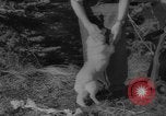 Image of Soviet space dogs Strelka and Belka Russia Soviet Union, 1961, second 55 stock footage video 65675055788