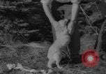 Image of Soviet space dogs Strelka and Belka Russia Soviet Union, 1961, second 56 stock footage video 65675055788