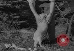 Image of Soviet space dogs Strelka and Belka Russia Soviet Union, 1961, second 57 stock footage video 65675055788