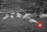 Standbild Streik bei Zoo Bronx New York City USA, 1961, aus Sekunde 32 historischem Filmmaterial Videoclip 65675055791