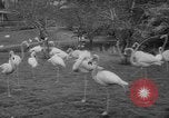 Standbild Streik bei Zoo Bronx New York City USA, 1961, aus Sekunde 33 historischem Filmmaterial Videoclip 65675055791