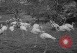 Standbild Streik bei Zoo Bronx New York City USA, 1961, aus Sekunde 34 historischem Filmmaterial Videoclip 65675055791