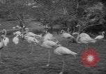 Standbild Streik bei Zoo Bronx New York City USA, 1961, aus Sekunde 35 historischem Filmmaterial Videoclip 65675055791