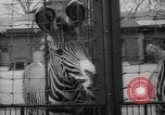 Standbild Streik bei Zoo Bronx New York City USA, 1961, aus Sekunde 37 historischem Filmmaterial Videoclip 65675055791