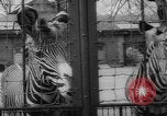 Standbild Streik bei Zoo Bronx New York City USA, 1961, aus Sekunde 38 historischem Filmmaterial Videoclip 65675055791