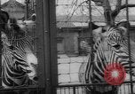 Standbild Streik bei Zoo Bronx New York City USA, 1961, aus Sekunde 39 historischem Filmmaterial Videoclip 65675055791