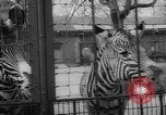 Standbild Streik bei Zoo Bronx New York City USA, 1961, aus Sekunde 40 historischem Filmmaterial Videoclip 65675055791
