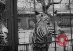 Standbild Streik bei Zoo Bronx New York City USA, 1961, aus Sekunde 41 historischem Filmmaterial Videoclip 65675055791