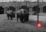 Standbild Streik bei Zoo Bronx New York City USA, 1961, aus Sekunde 42 historischem Filmmaterial Videoclip 65675055791