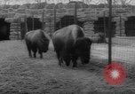 Standbild Streik bei Zoo Bronx New York City USA, 1961, aus Sekunde 43 historischem Filmmaterial Videoclip 65675055791