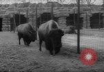 Standbild Streik bei Zoo Bronx New York City USA, 1961, aus Sekunde 44 historischem Filmmaterial Videoclip 65675055791
