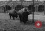 Standbild Streik bei Zoo Bronx New York City USA, 1961, aus Sekunde 45 historischem Filmmaterial Videoclip 65675055791