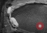 Standbild Streik bei Zoo Bronx New York City USA, 1961, aus Sekunde 46 historischem Filmmaterial Videoclip 65675055791