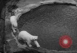 Standbild Streik bei Zoo Bronx New York City USA, 1961, aus Sekunde 47 historischem Filmmaterial Videoclip 65675055791