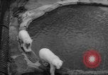 Standbild Streik bei Zoo Bronx New York City USA, 1961, aus Sekunde 48 historischem Filmmaterial Videoclip 65675055791
