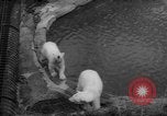 Standbild Streik bei Zoo Bronx New York City USA, 1961, aus Sekunde 49 historischem Filmmaterial Videoclip 65675055791