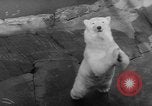 Standbild Streik bei Zoo Bronx New York City USA, 1961, aus Sekunde 50 historischem Filmmaterial Videoclip 65675055791