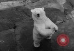 Standbild Streik bei Zoo Bronx New York City USA, 1961, aus Sekunde 51 historischem Filmmaterial Videoclip 65675055791