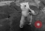 Standbild Streik bei Zoo Bronx New York City USA, 1961, aus Sekunde 52 historischem Filmmaterial Videoclip 65675055791
