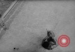 Immagine di I ginnasti dimostrare Bad Kissingen Germania, 1959, secondo 58 filmato di repertorio 65675055802