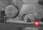 Image of quadruplets in cots Holland Netherlands, 1959, second 41 stock footage video 65675055806