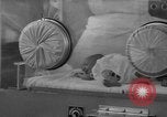 Image of quadruplets in cots Holland Netherlands, 1959, second 42 stock footage video 65675055806