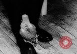 Image allemand parrot nom de Wilhelm Hambourg Allemagne, 1962, de la seconde 4 séquences d'archives historiques vidéo 65675055847