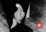 Image allemand parrot nom de Wilhelm Hambourg Allemagne, 1962, de la seconde 6 séquences d'archives historiques vidéo 65675055847