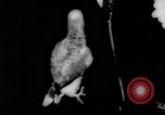 Image allemand parrot nom de Wilhelm Hambourg Allemagne, 1962, de la seconde 7 séquences d'archives historiques vidéo 65675055847