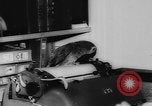Image allemand parrot nom de Wilhelm Hambourg Allemagne, 1962, de la seconde 13 séquences d'archives historiques vidéo 65675055847