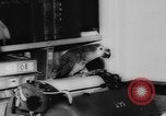 Image allemand parrot nom de Wilhelm Hambourg Allemagne, 1962, de la seconde 15 séquences d'archives historiques vidéo 65675055847